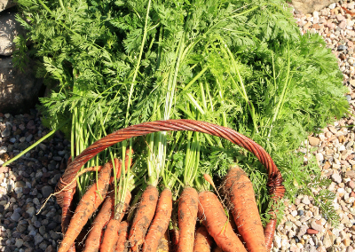 carrots in a basket